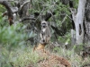 baboon-3-copy1