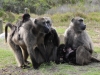 baboon-copy2