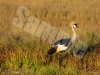 crane-grey-crowned