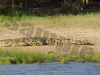 crocodile-copy2