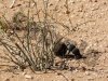 dung-beetle-jpg