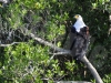 eaglezul1519crop
