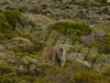 eland