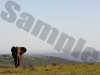 elephant-1