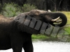 elephant-10-hwg2999