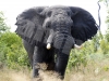 elephant-11-hwg3507