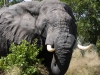 elephant-12-hwg3524