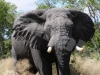 elephant-13-hwg3519-copy