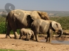 elephant-2