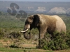 elephant-31
