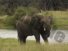 elephant-40067