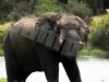 elephant-5-hwg2997