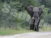 elephant-6-hwg2963