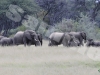 elephant-8-webhwg3076