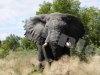elephant-9-hwg3513