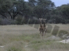 giraffe-4-hwg3008