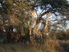 giraffe-5-hwg3403