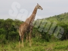 giraffe10zul10611