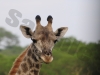 giraffe1399-copy