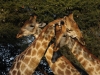 giraffe23411-copy