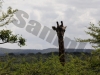 giraffe3-23184