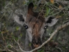 giraffe7zul13772