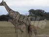 giraffe8hwg3019-copy1