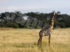 giraffe9hwg31601