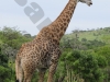 giraffezul1066