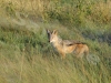jackalhwg3422a