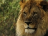 lion-face-small-copy