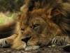 lion-sleeping-small-copy