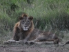 lion2edit-small-copy1