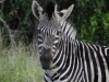 zebra0932-copy1