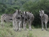 zebra2381-copy2