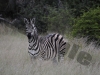 zebra35411